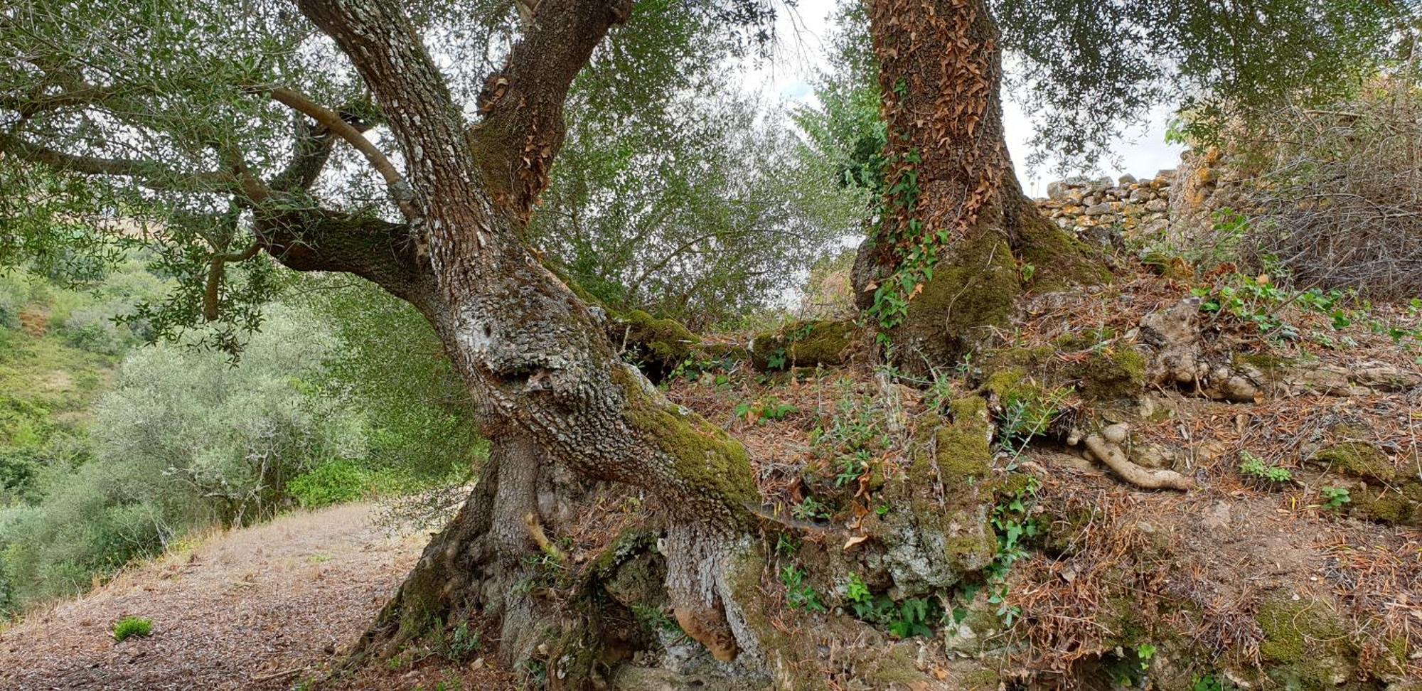 Casa Das Janelinhas - Cottage Near Sintra, Mafra, Ericeira Eksteriør billede