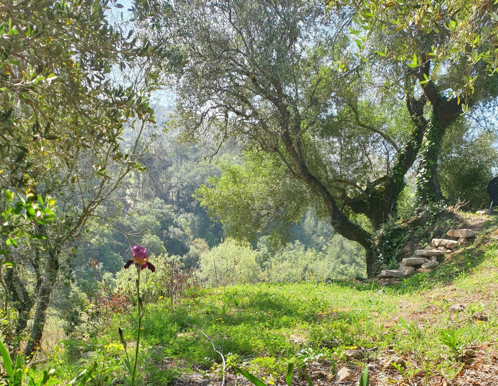 Casa Das Janelinhas - Cottage Near Sintra, Mafra, Ericeira Eksteriør billede